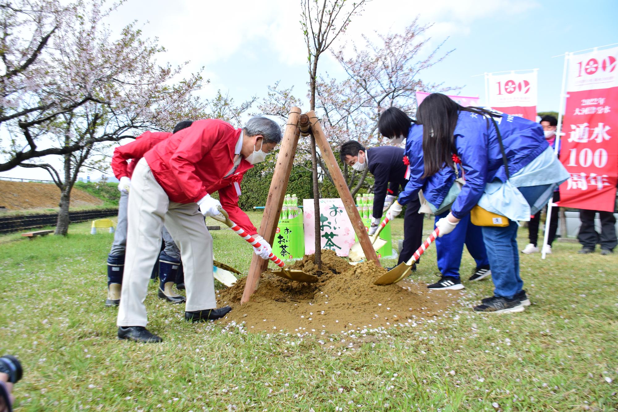 桜の植樹の様子