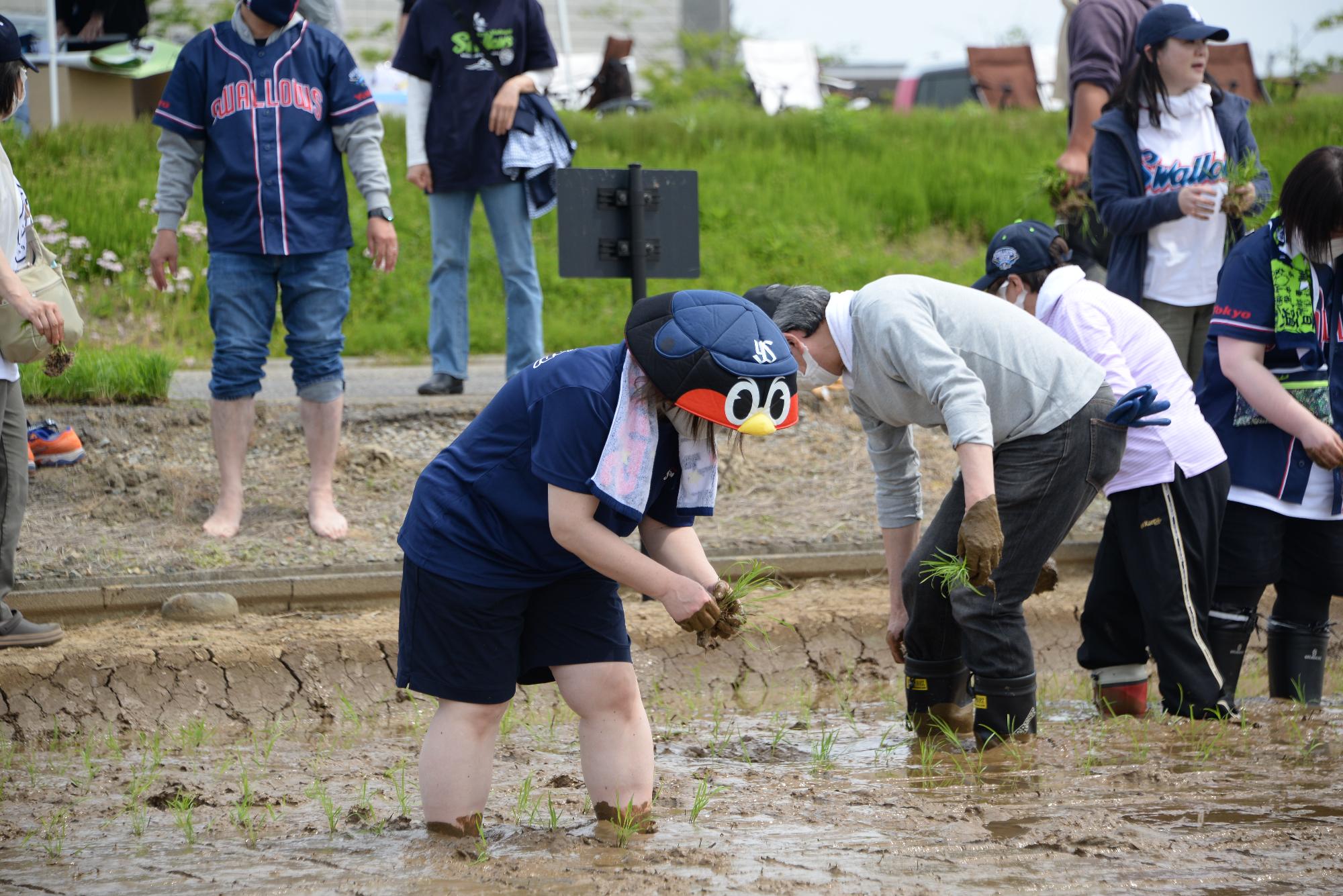 田植えをする参加者