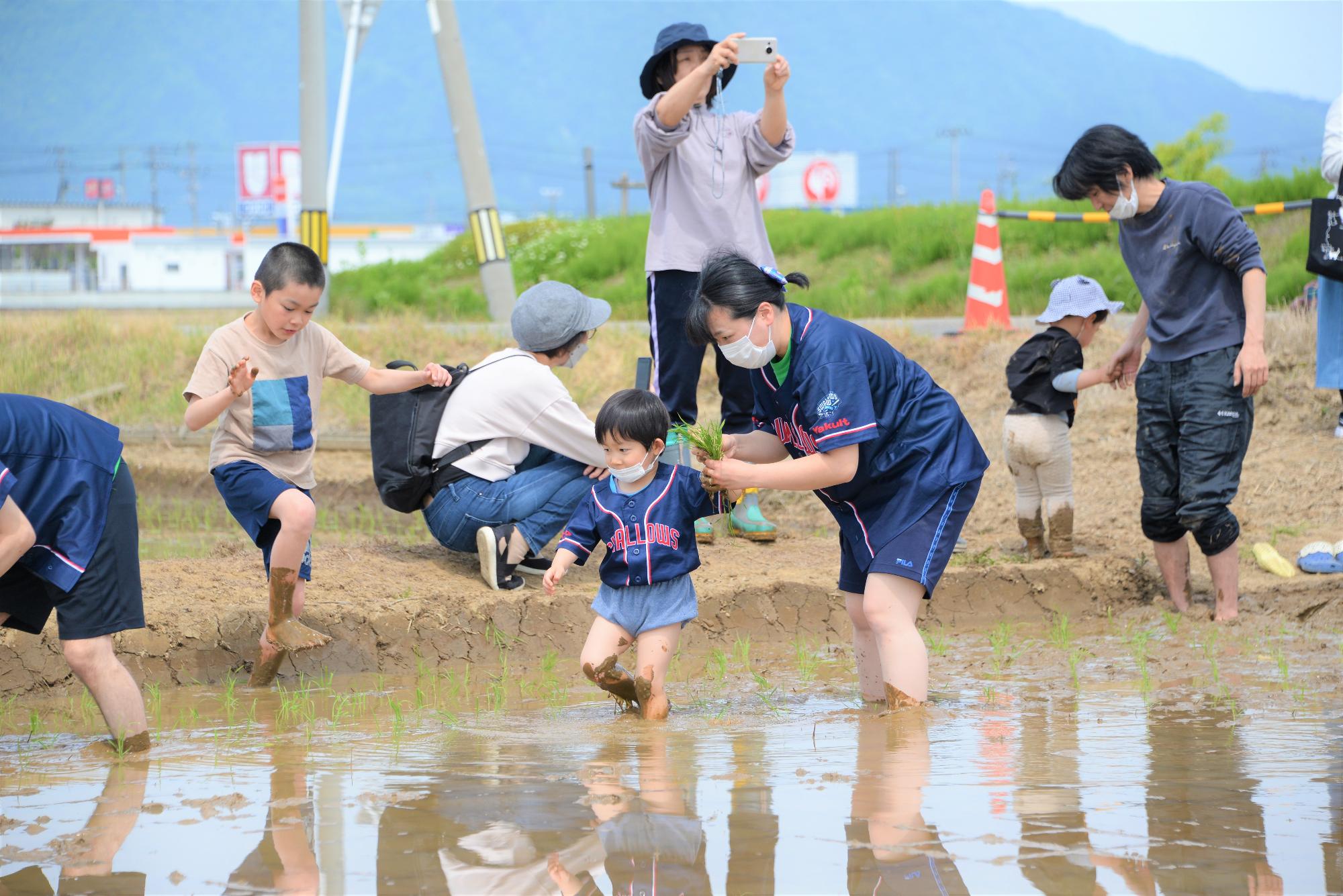 田植えをする参加者