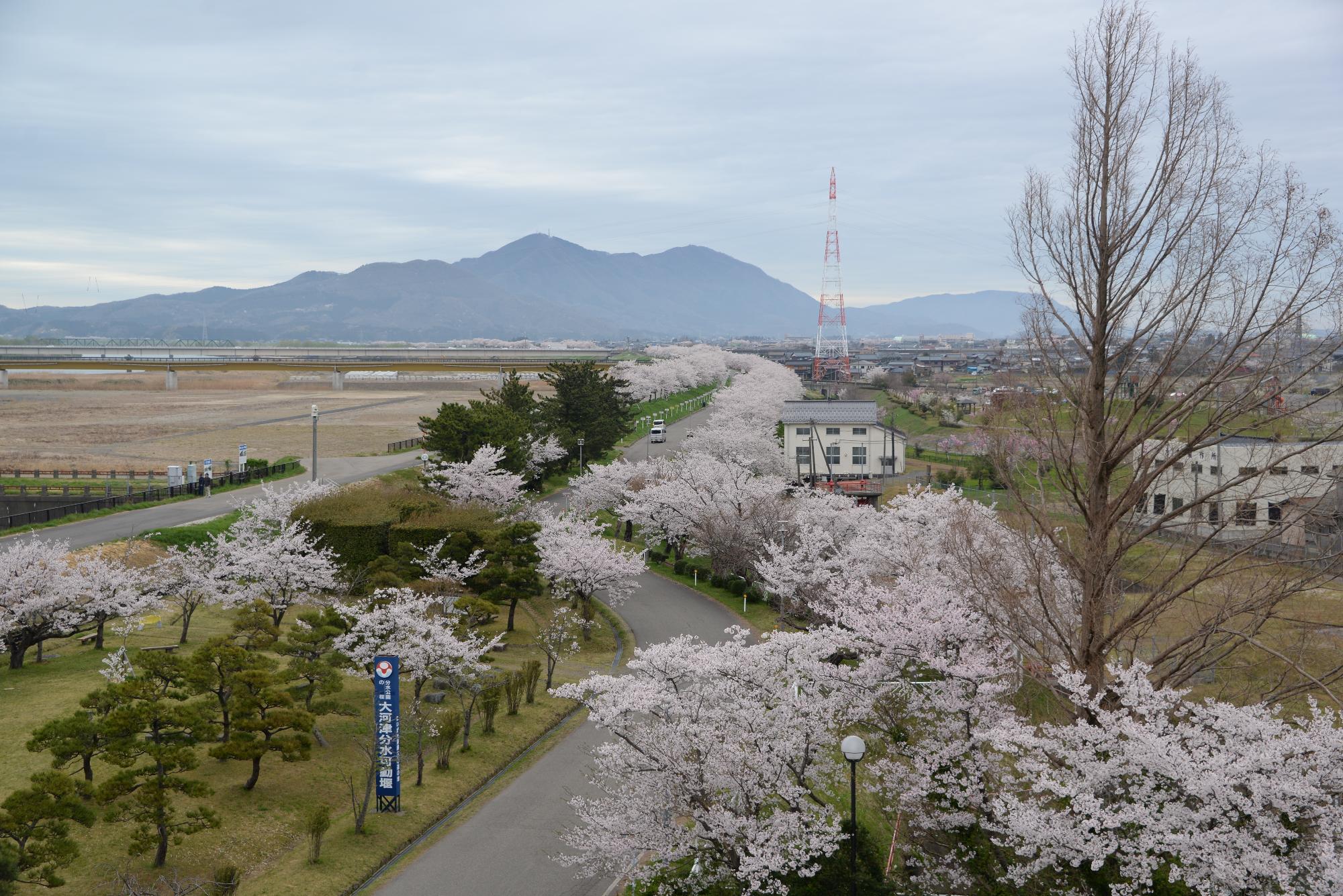 大河津分水の桜