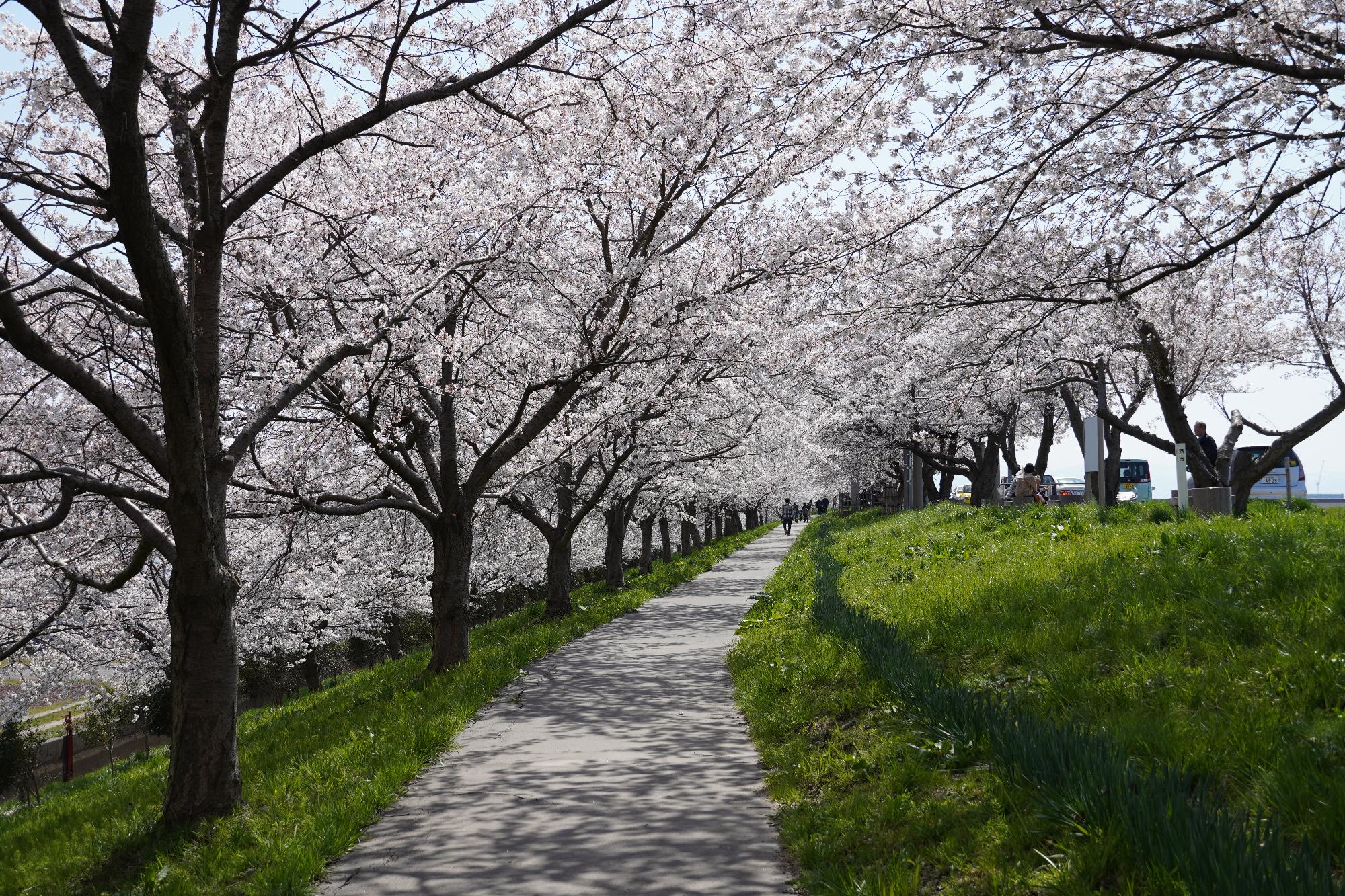 大河津分水の桜