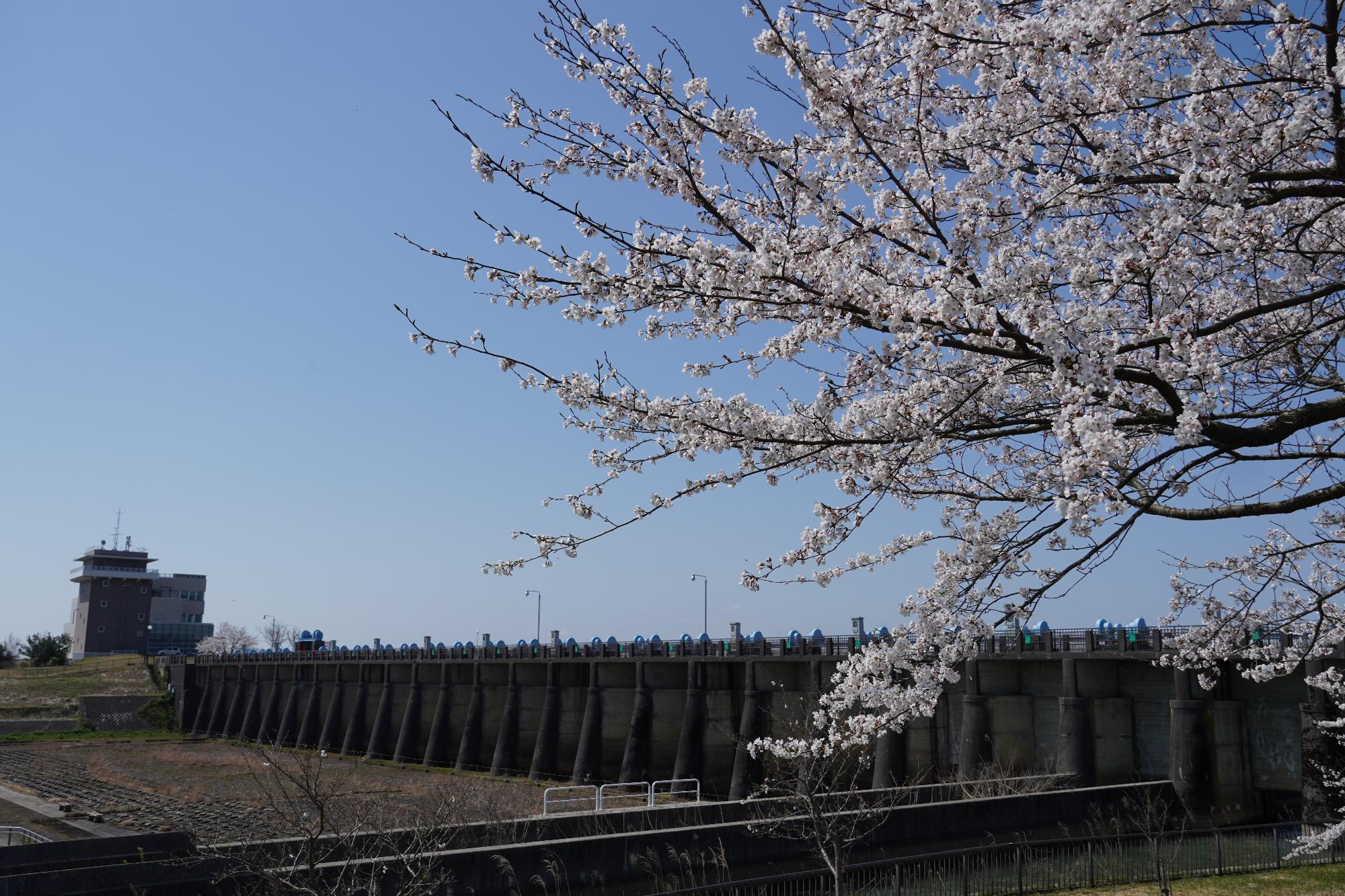 大河津分水の桜