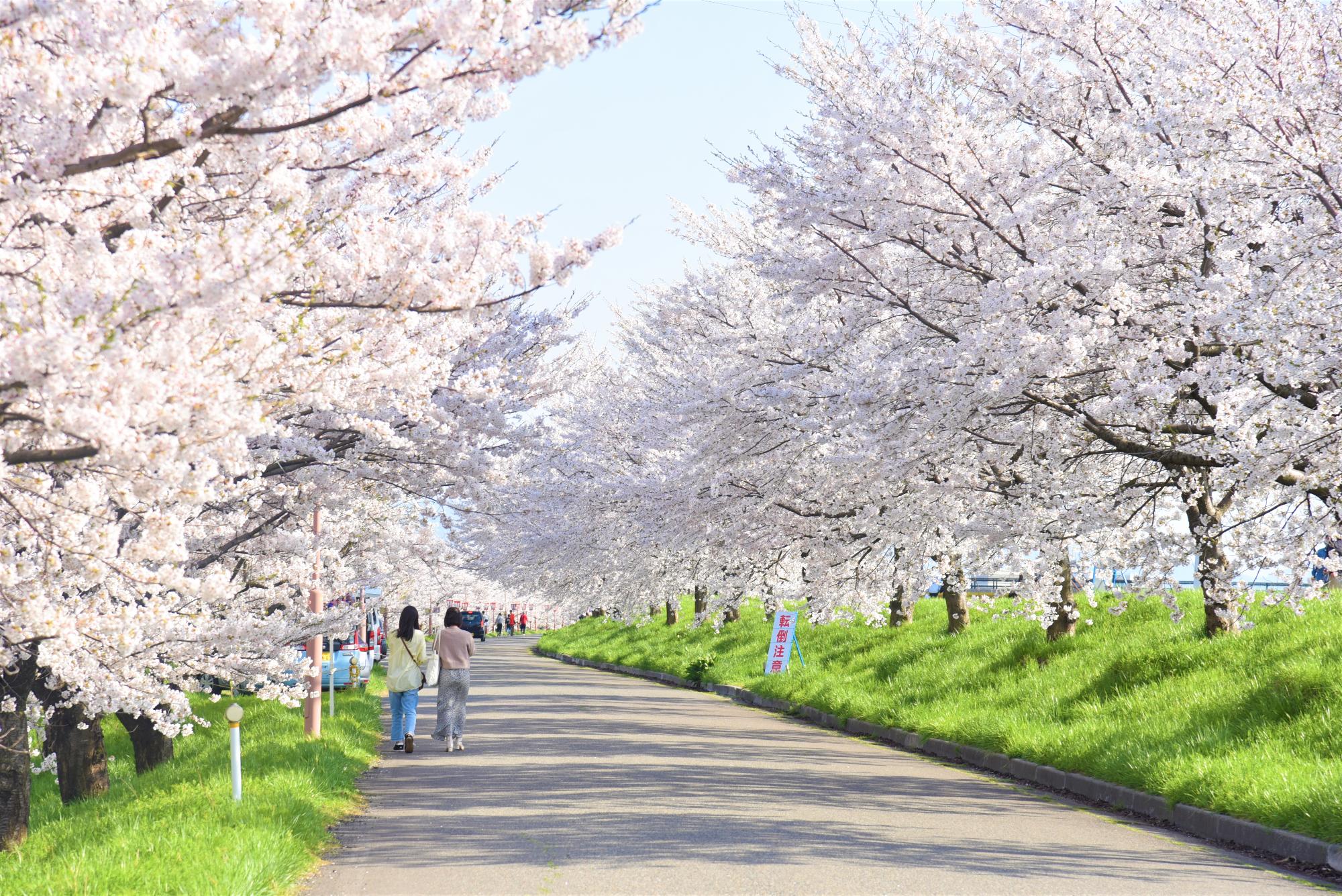 満開の桜並木の様子