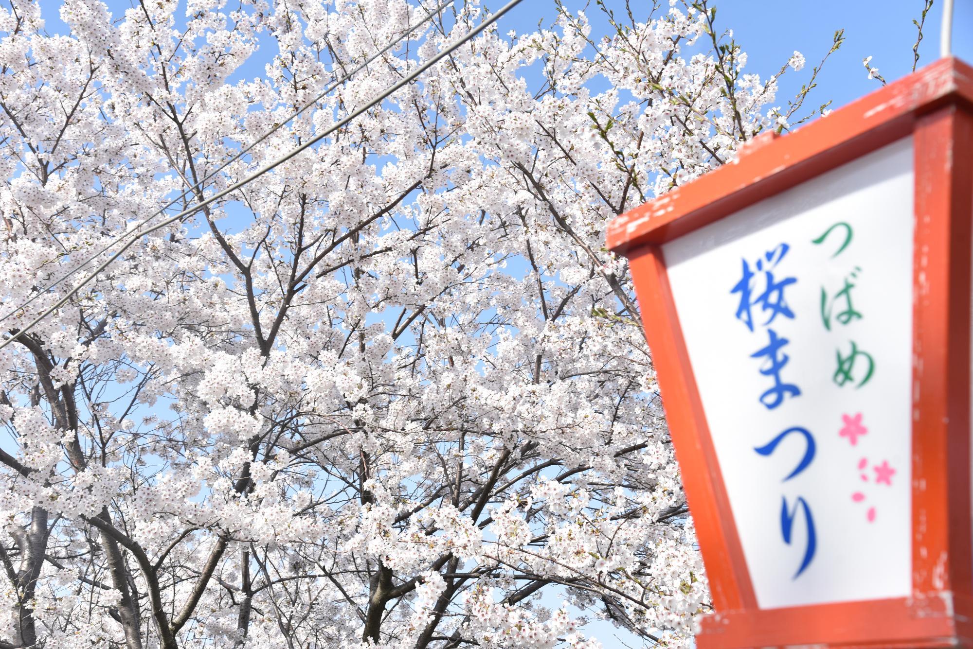 ぼんぼりと桜の写真