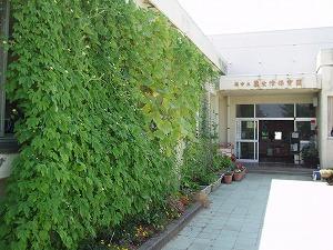 燕市立粟生津保育園の入り口脇に緑色のゴーヤの葉が生い茂っている写真