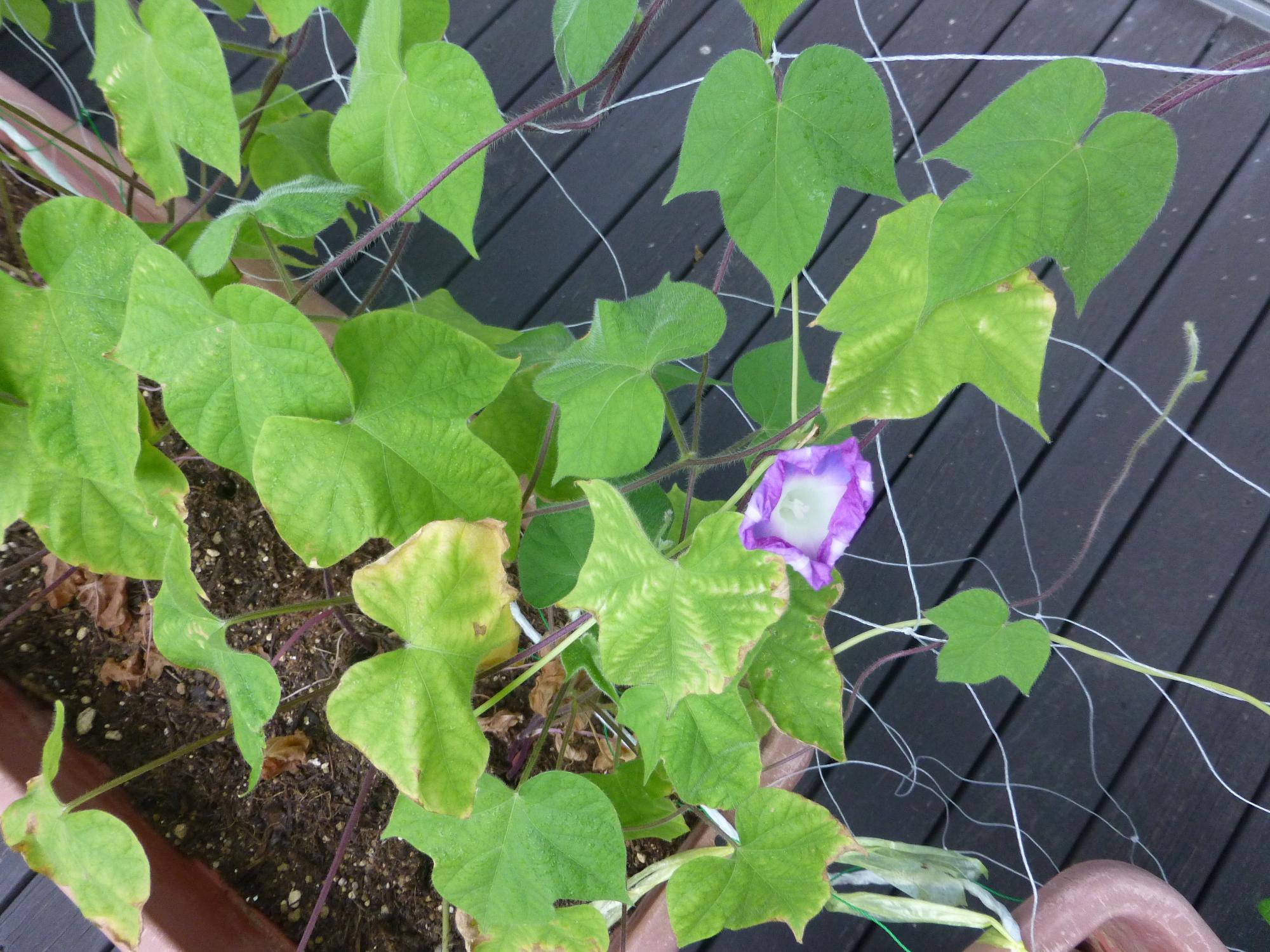 しおれたむらさきの朝顔の花