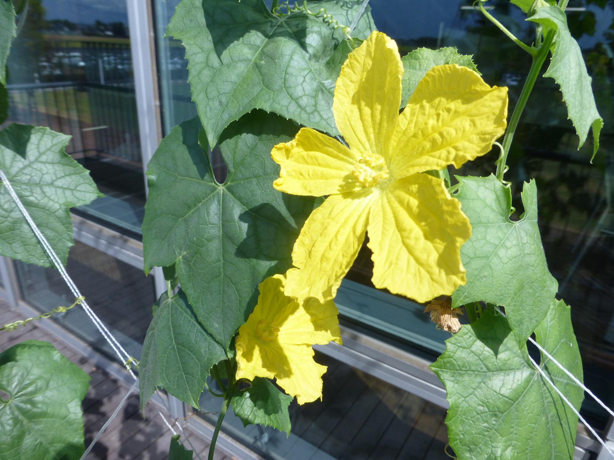 一輪のへちまの花が大きく開いている写真