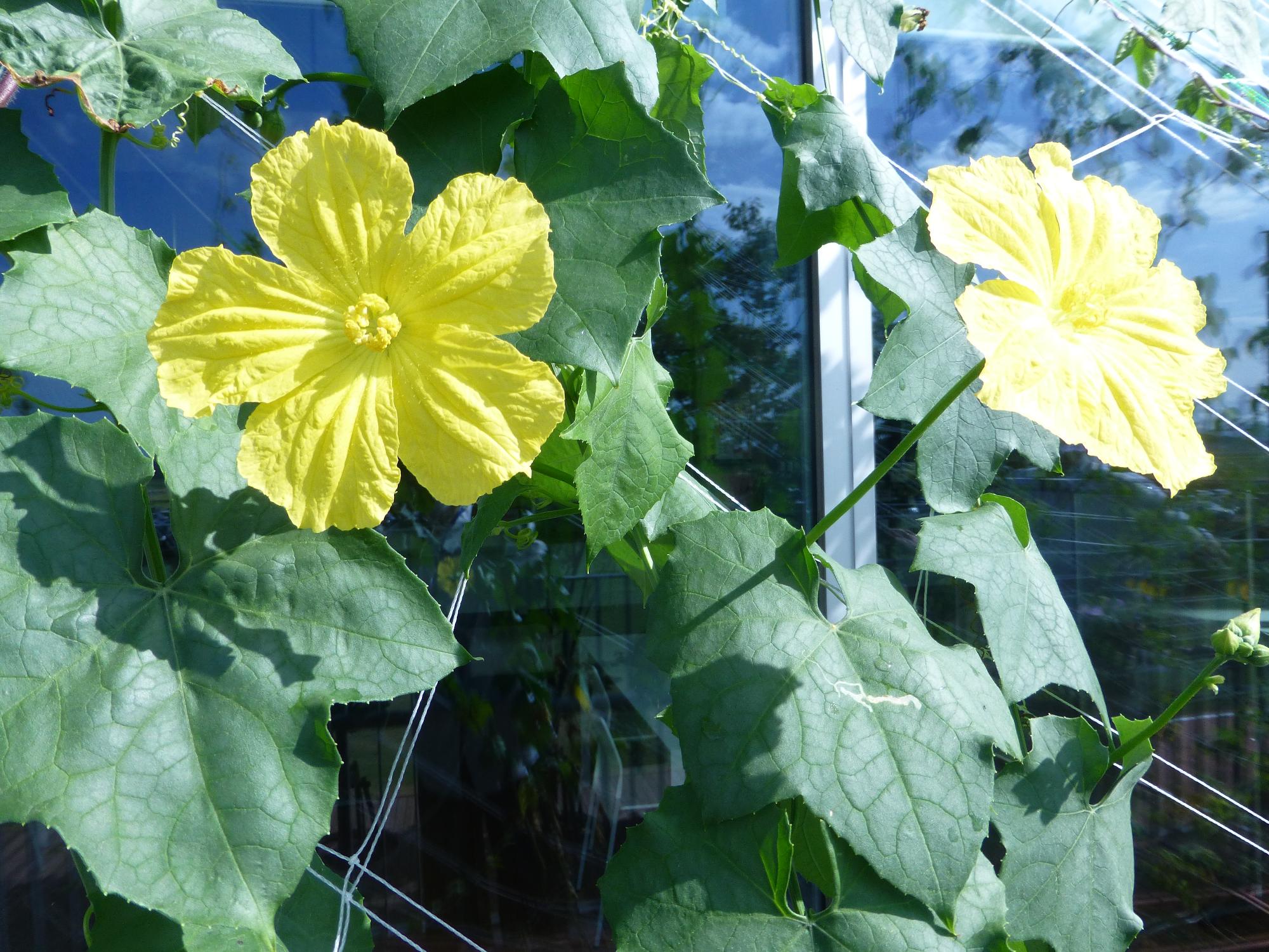 へちまの花が二つ咲いている写真