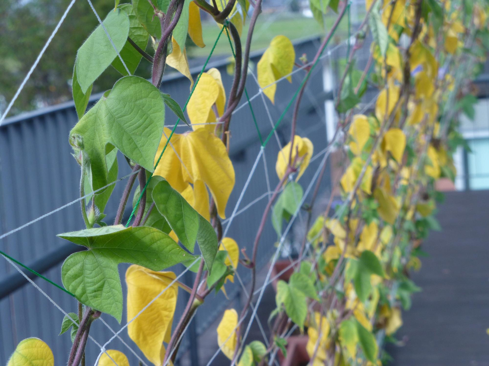 黄色の葉と緑の葉でできたグリーンカーテンの写真