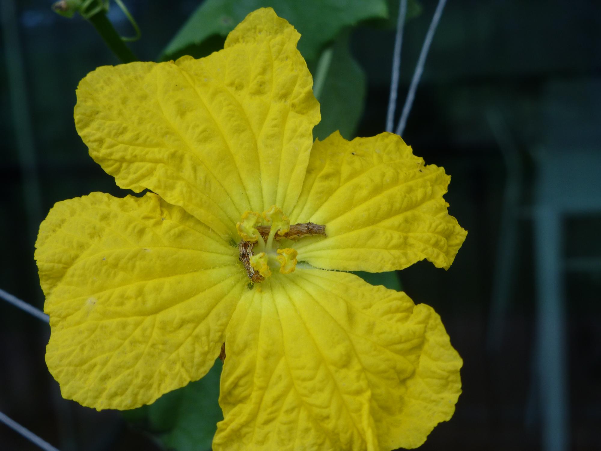 大きな一輪のへちまの花