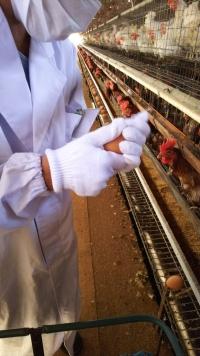 白い手袋にマスクと白衣で鶏舎で産んだばかりの赤卵を手に取って集卵している写真