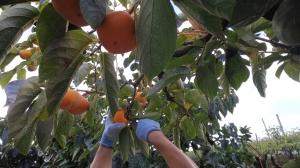 青い手袋をしてなっている柿を収穫している人の手元写真