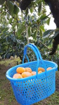 青い籠を枝につるして作業し、収穫した柿が沢山かごに入っている写真