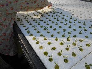 白いシートに穴が整列してあけられ、水耕栽培の小松菜の芽が育っている写真