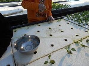 作業員がシートの穴に小松菜を植え付ける作業をして苦労している写真