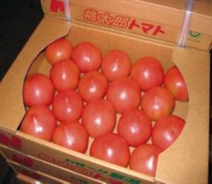 色づいた真っ赤なトマトが出荷用の段ボールの箱に綺麗に並べられている写真