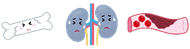 左から骨、肺、血管が並び、汗をかいて困っている表情がついているイラスト