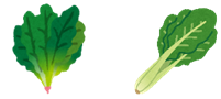 緑色の葉のほうれん草と小松菜が並んでいるイラスト