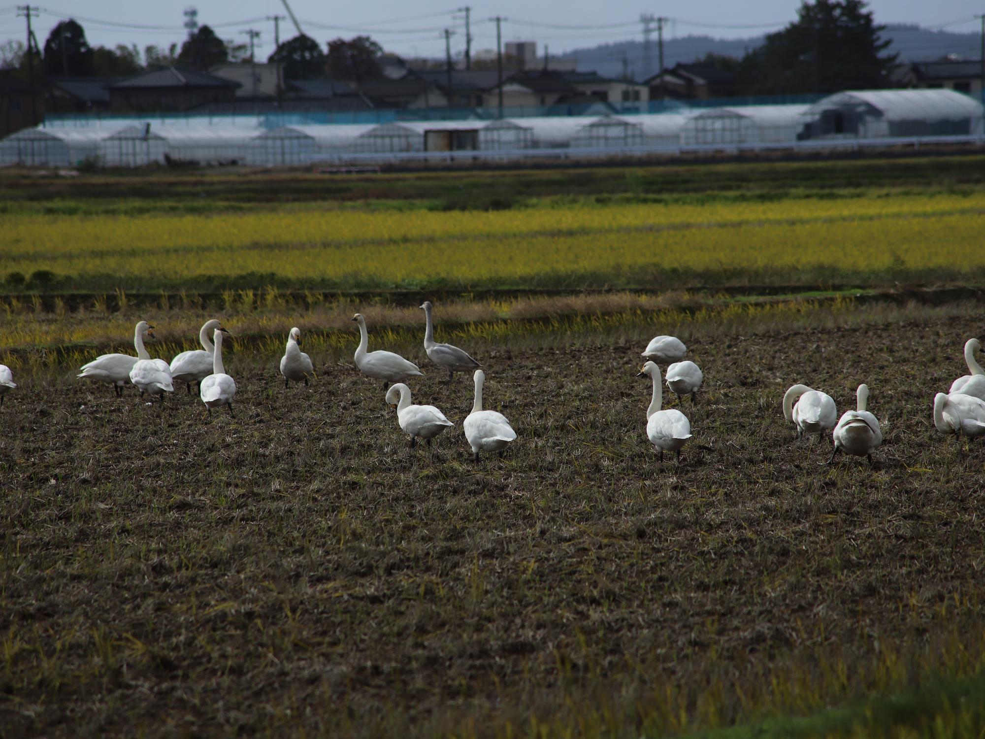 横田地区の白鳥