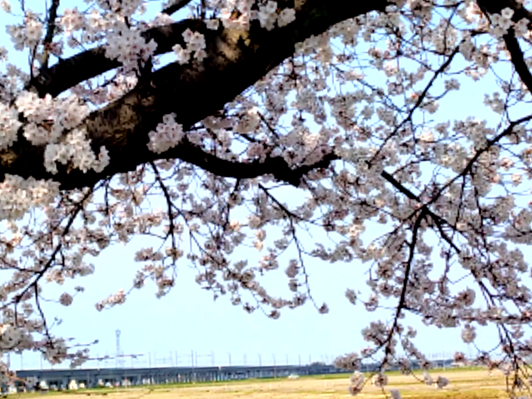 川前桜並木から観る新幹線