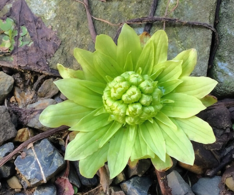 ふきのとうの写真