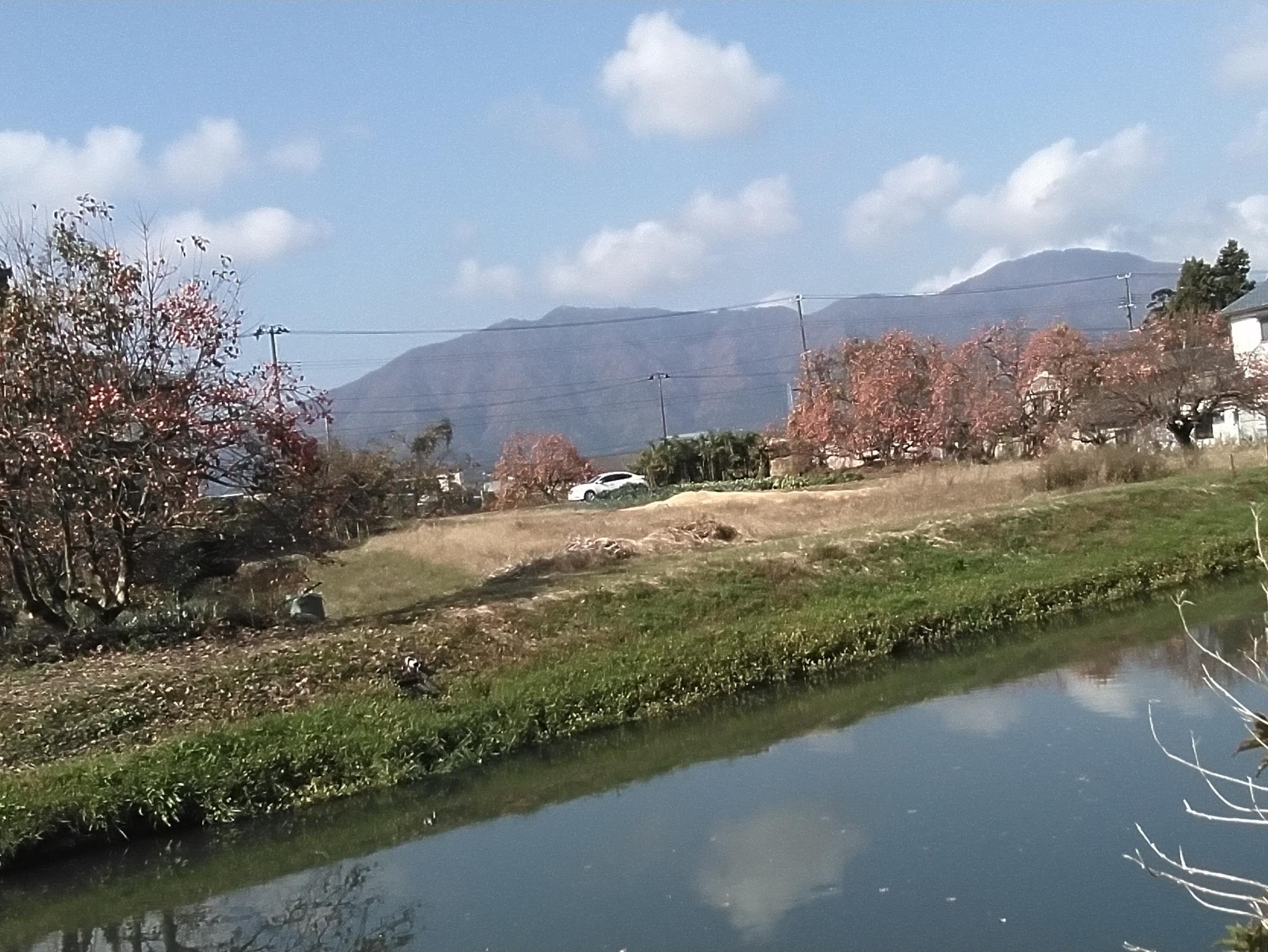 新田町土手から見た西川越しの弥彦山と柿の木のある風景