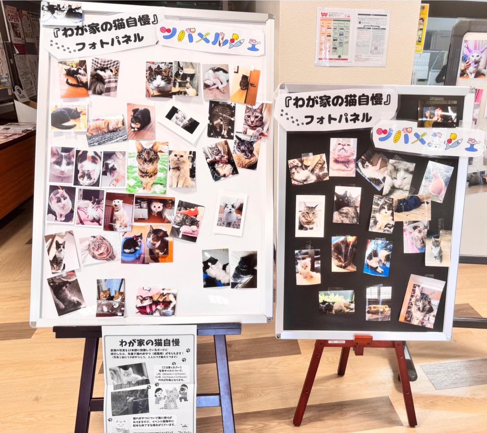 ツバメルシェcomecomeニャンデミック_開催風景05