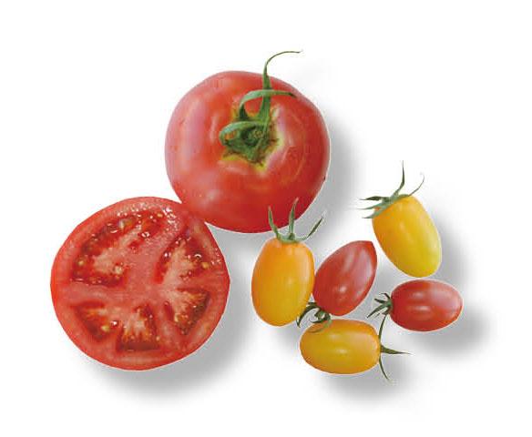 様々な種類のトマトが並んでいる写真