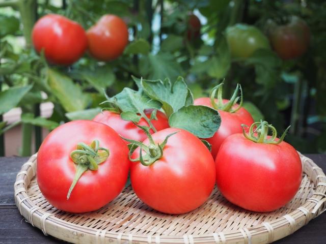 燕市産トマト