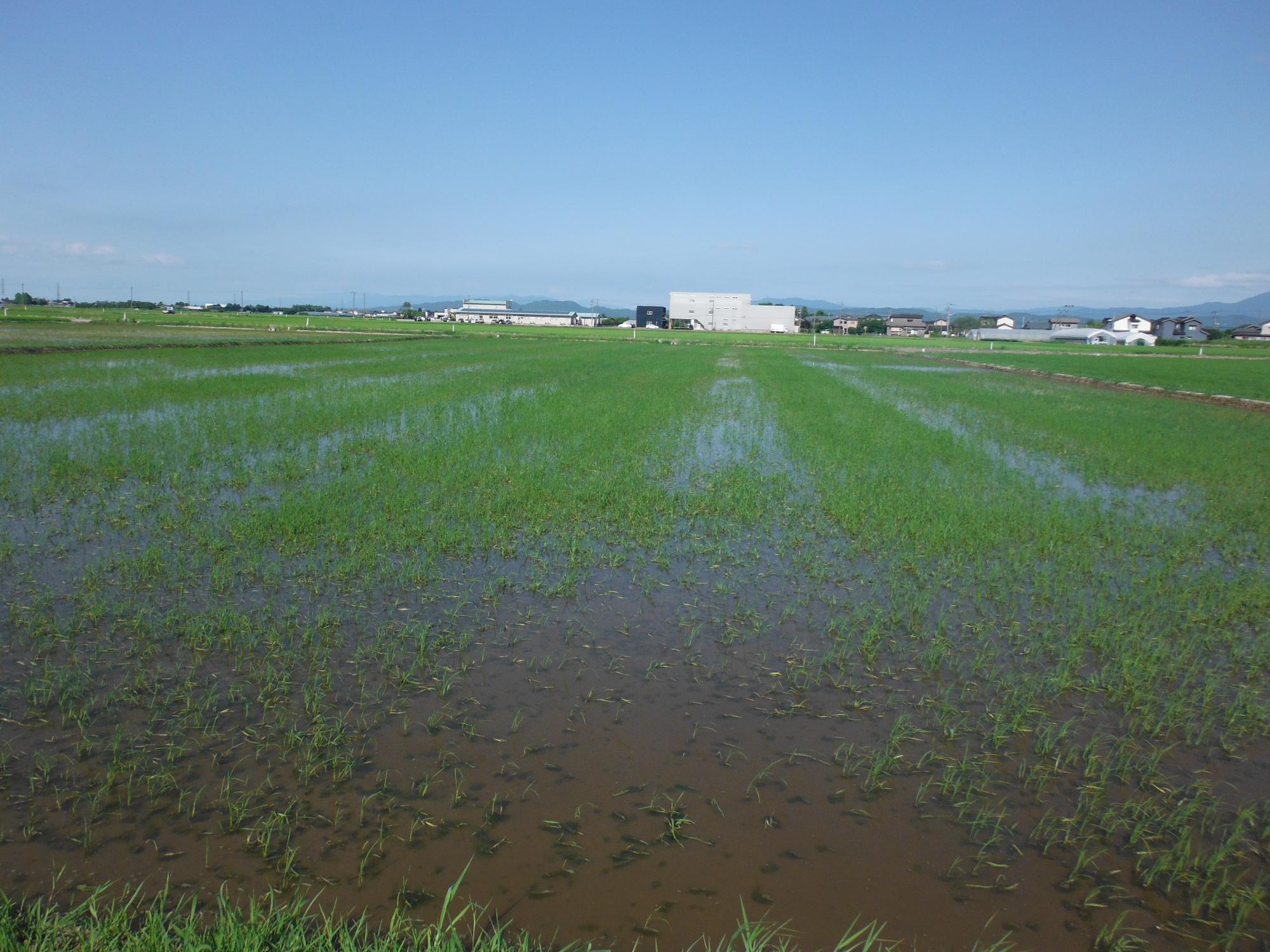 ドローンで再播種を行って3週間後の圃場。