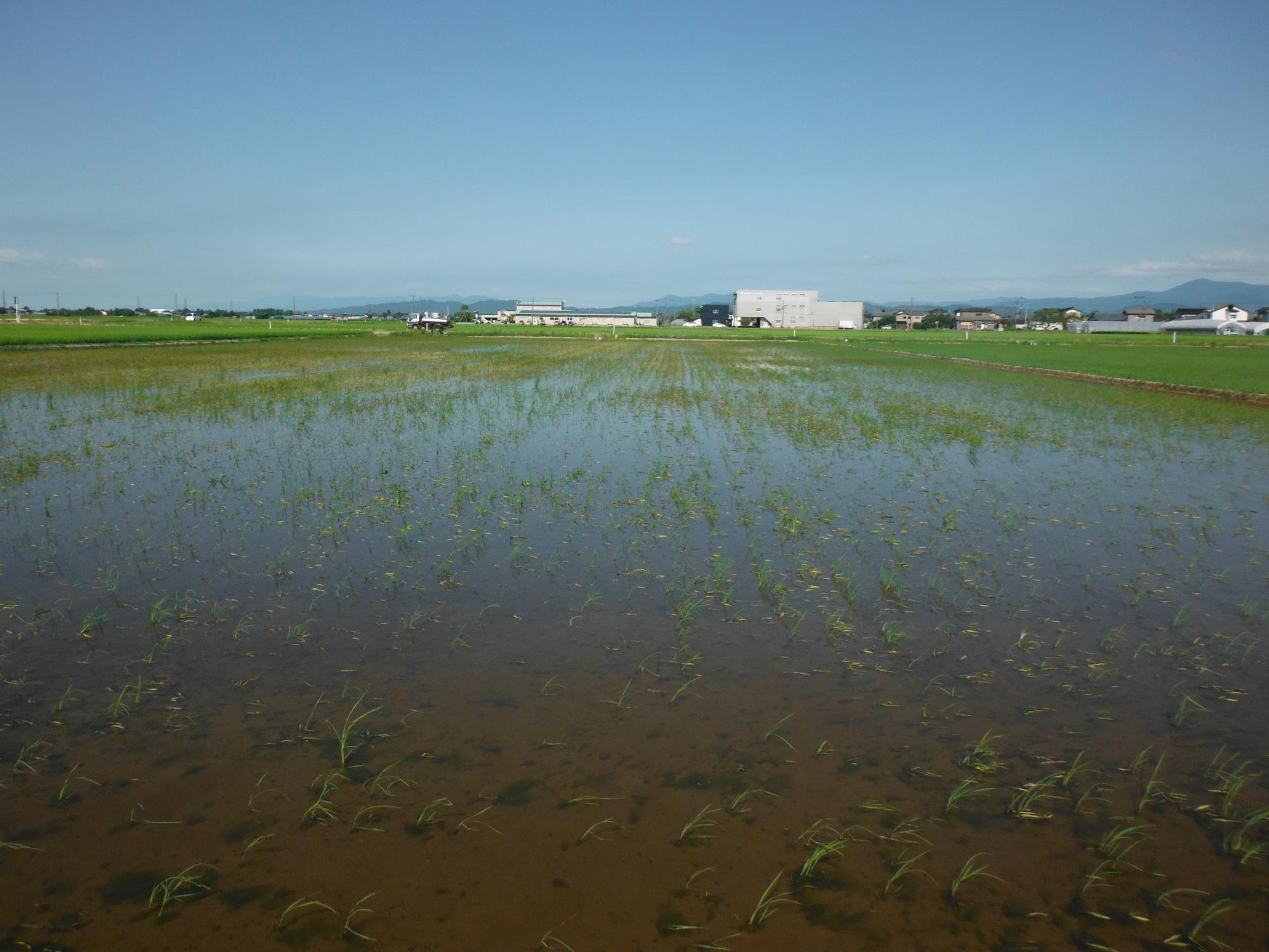 直は機で再播種をおこなった圃場3週間後の様子