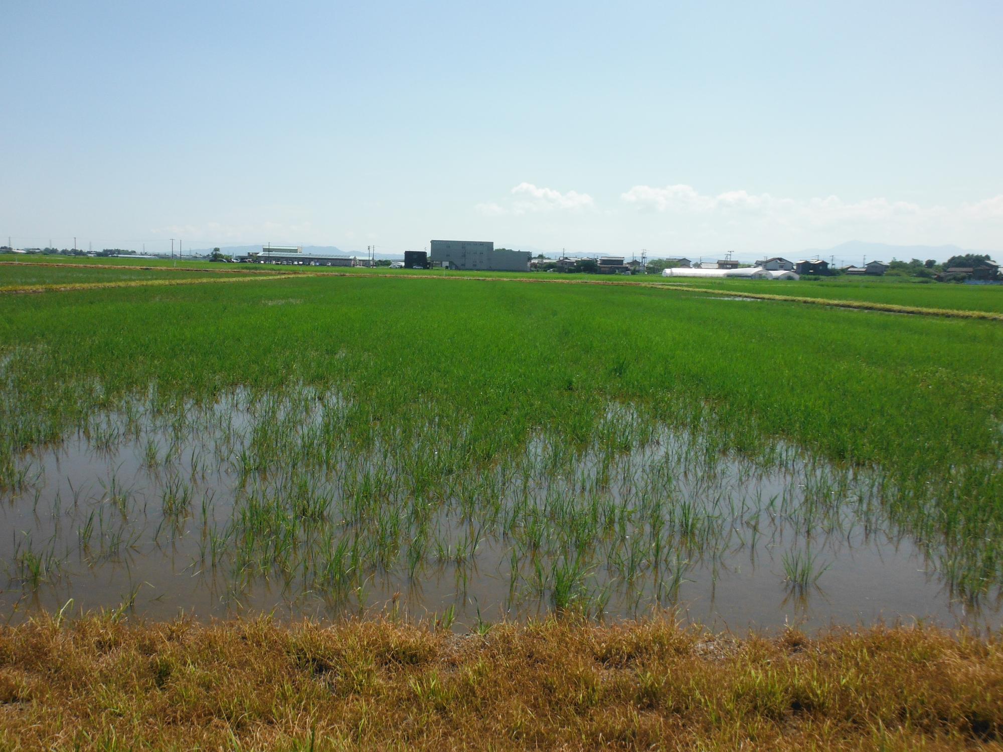ドローンで播種を行った圃場