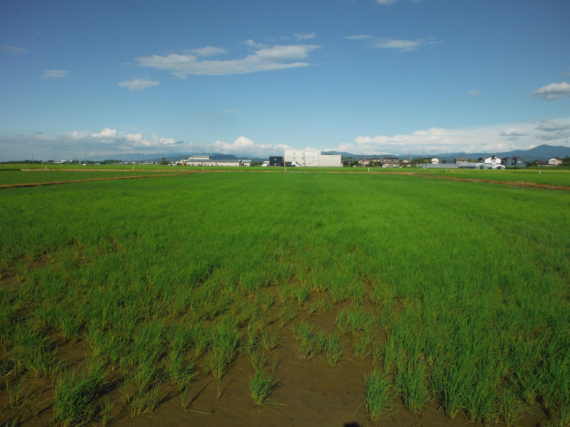 ドローンで播種を行った圃場。
