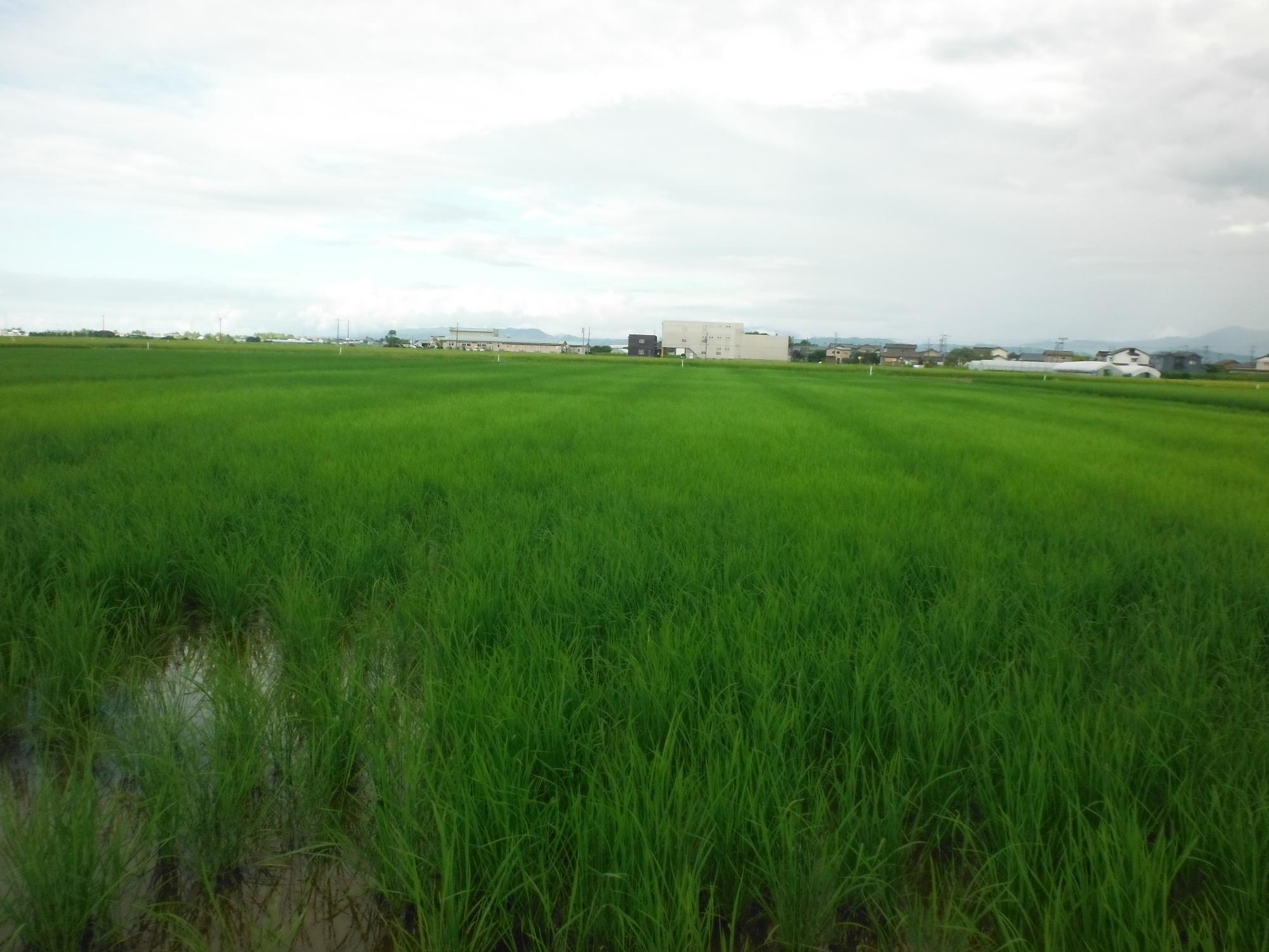 ドローンで播種を行った圃場