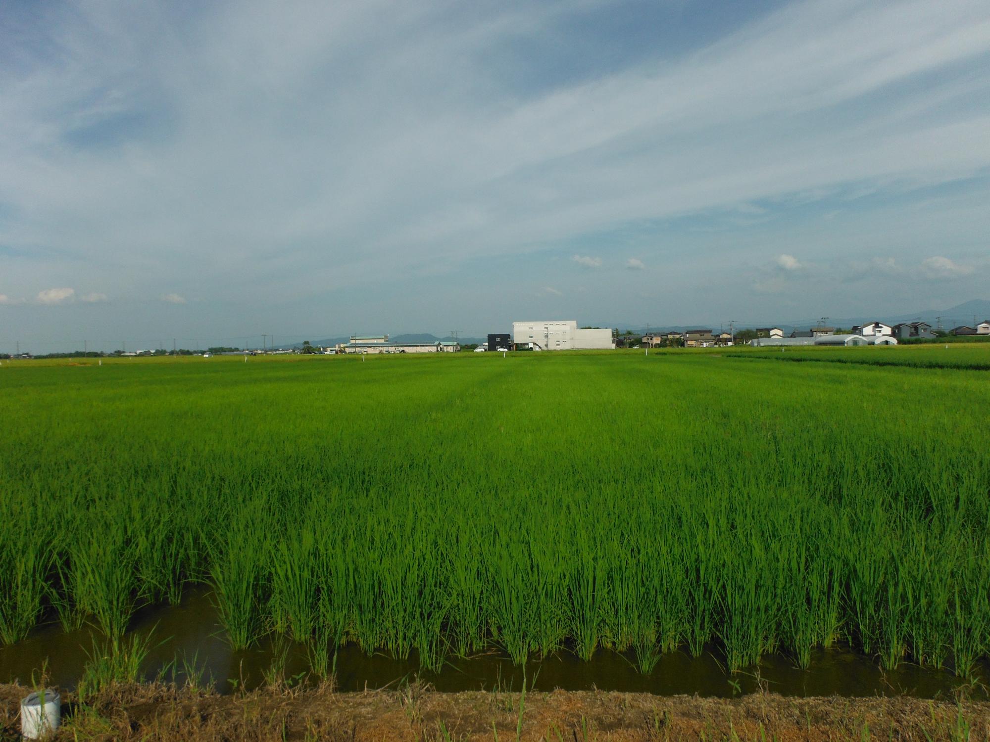 ドローンで播種を行った圃場。