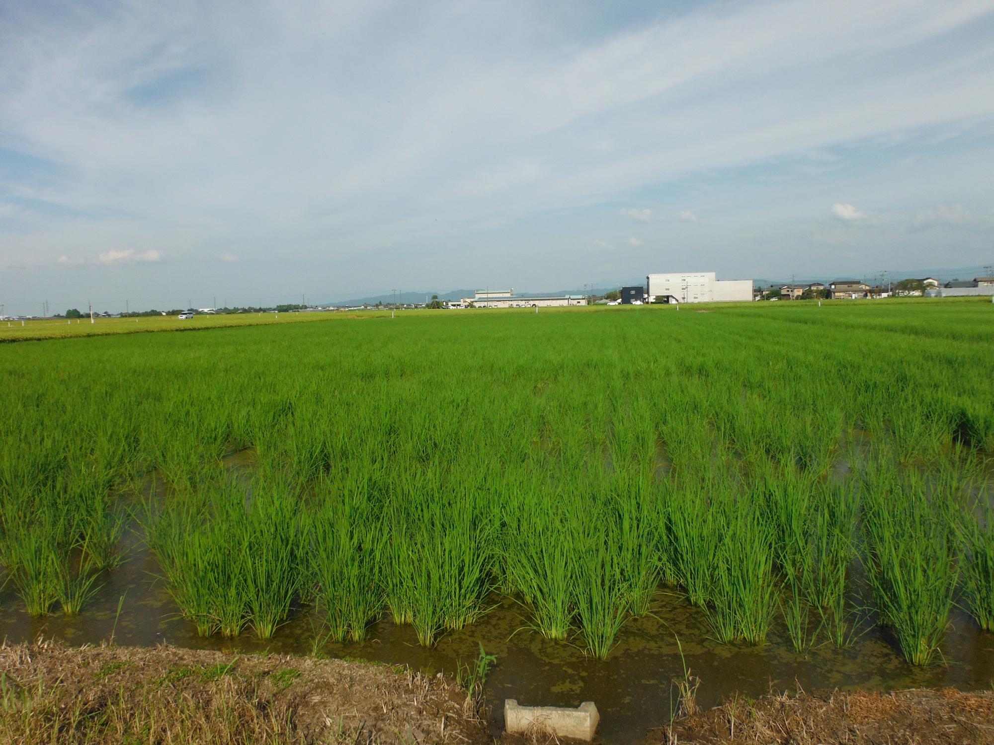直は機で播種を行った圃場。
