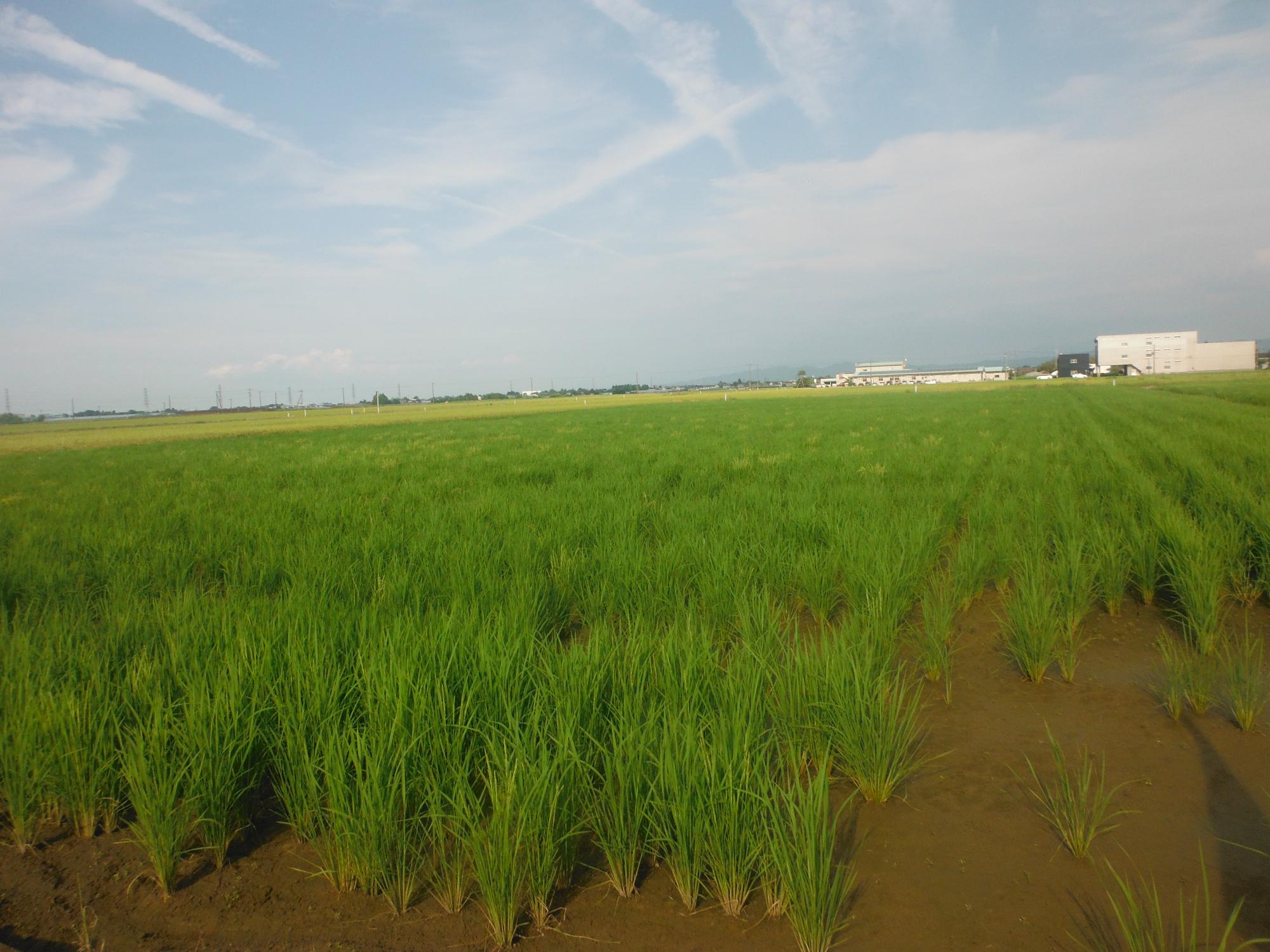 直は機で播種を行った圃場。