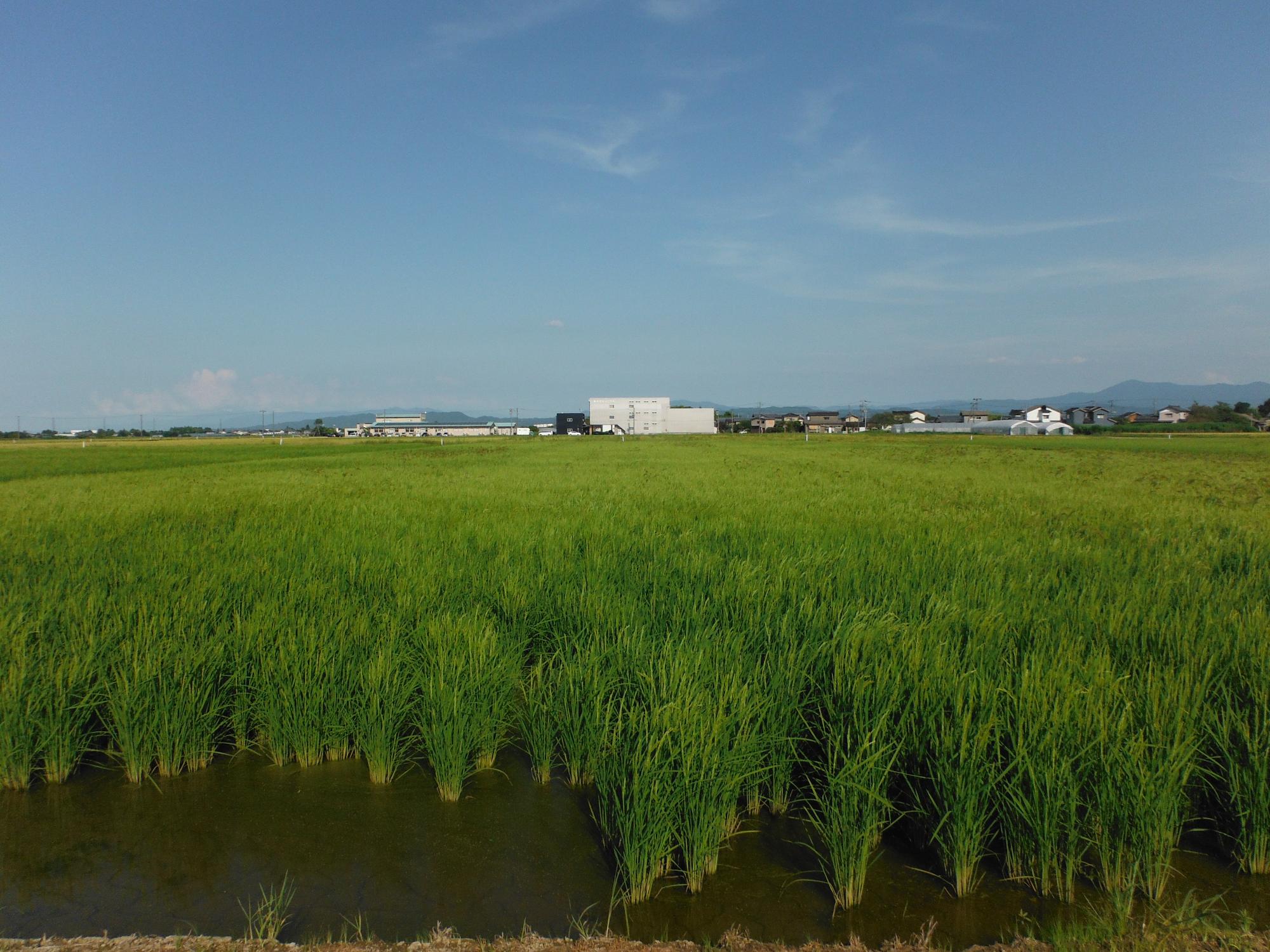 ドローンで播種を行った圃場。
