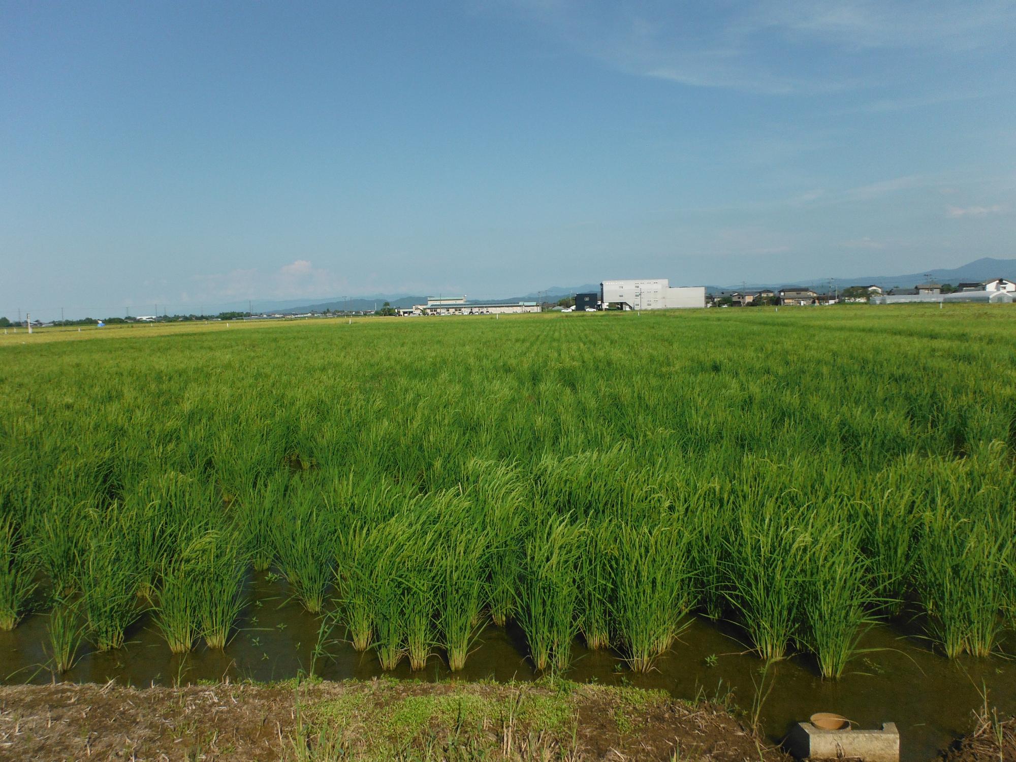 直は機で播種を行った圃場。