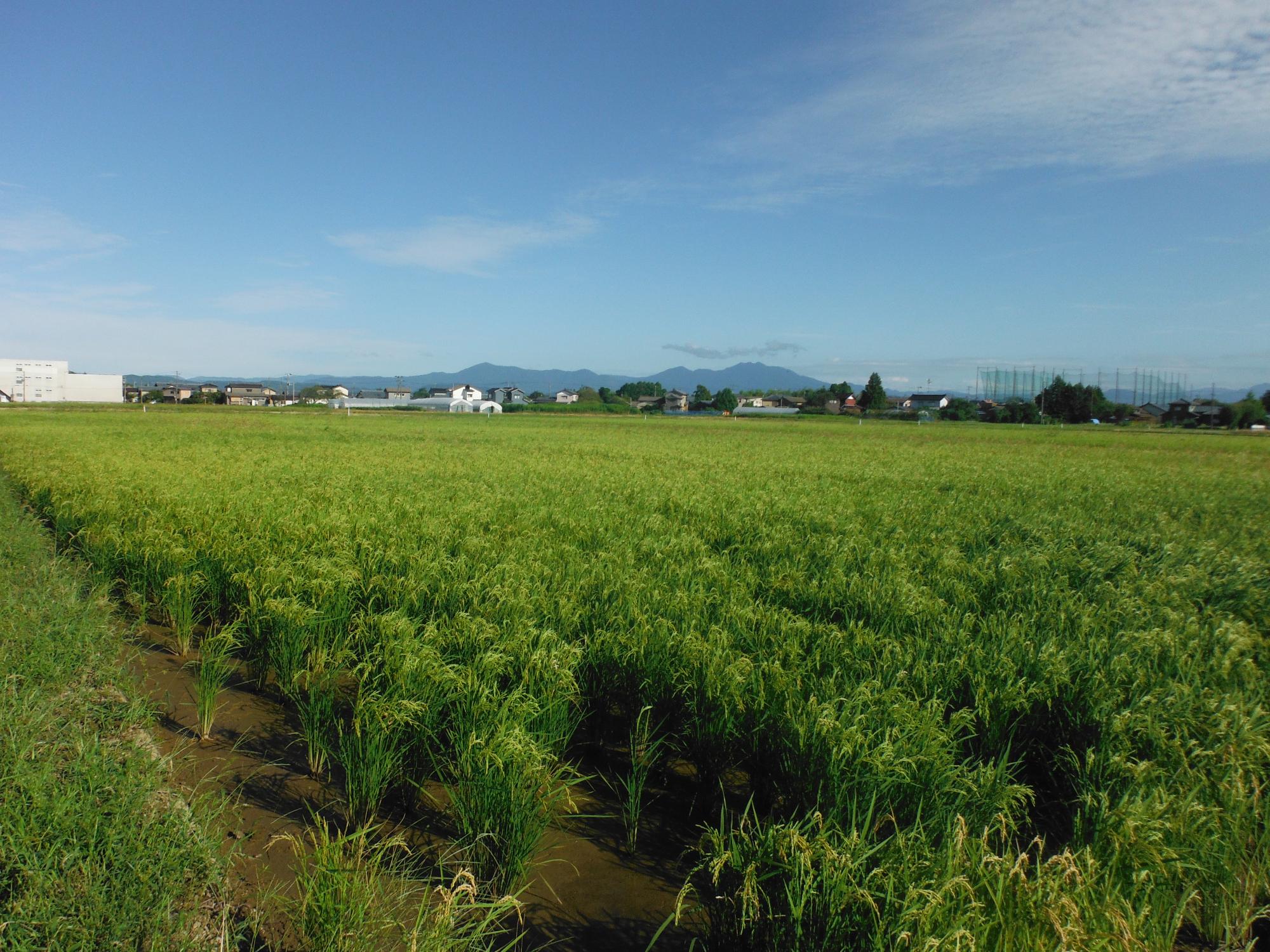 ドローンで播種を行った圃場。