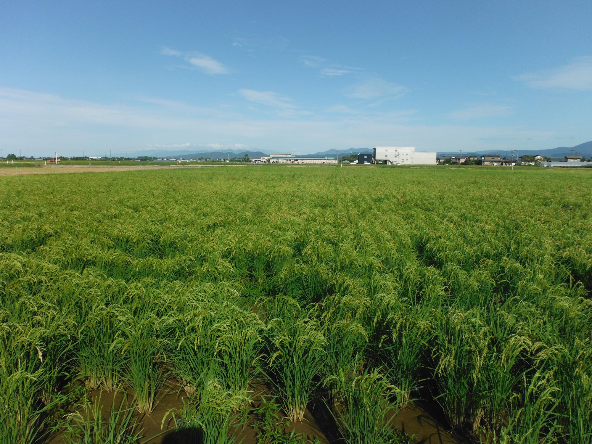 直は機で播種を行った圃場。