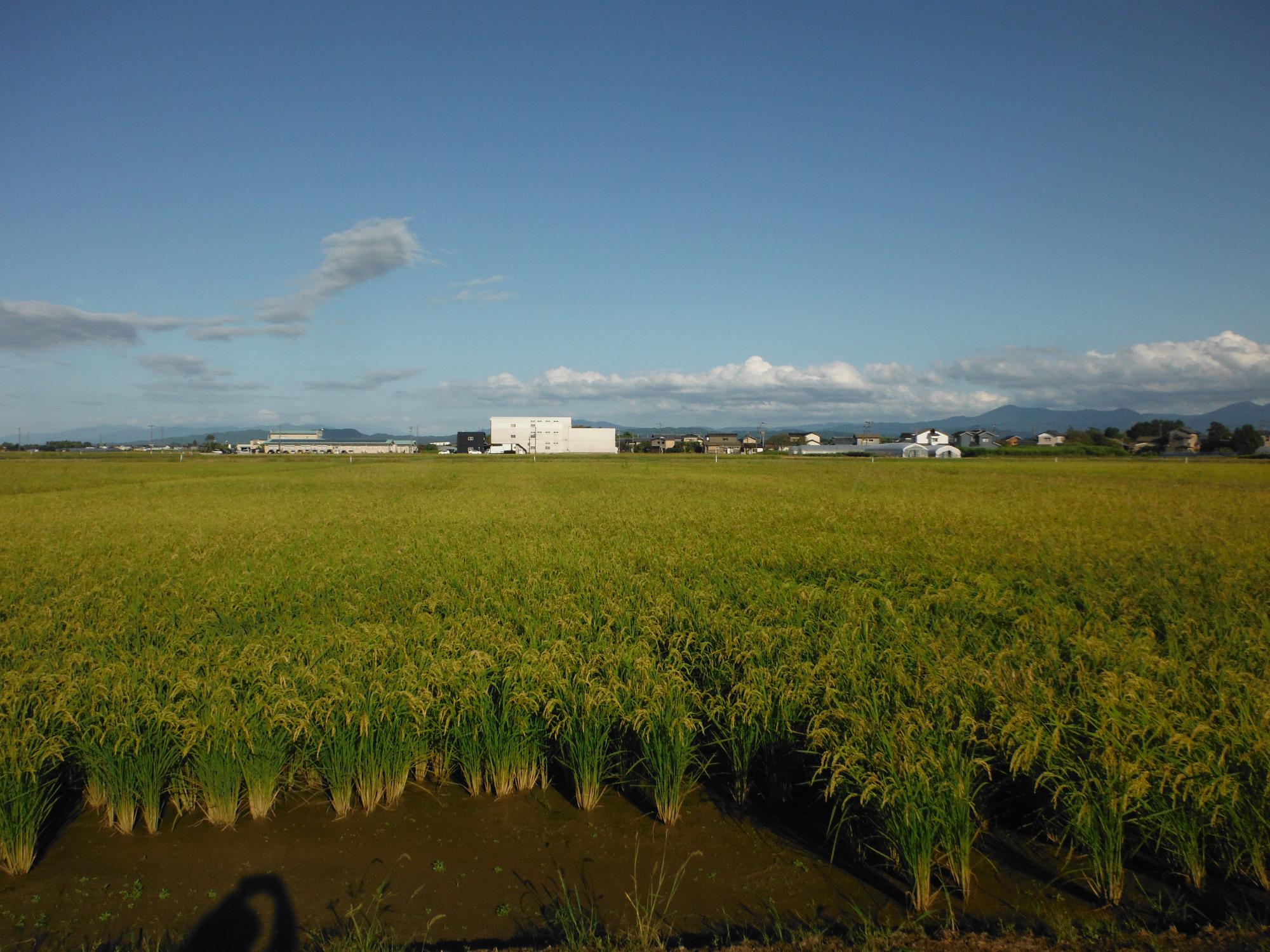 ドローンで播種を行った圃場。