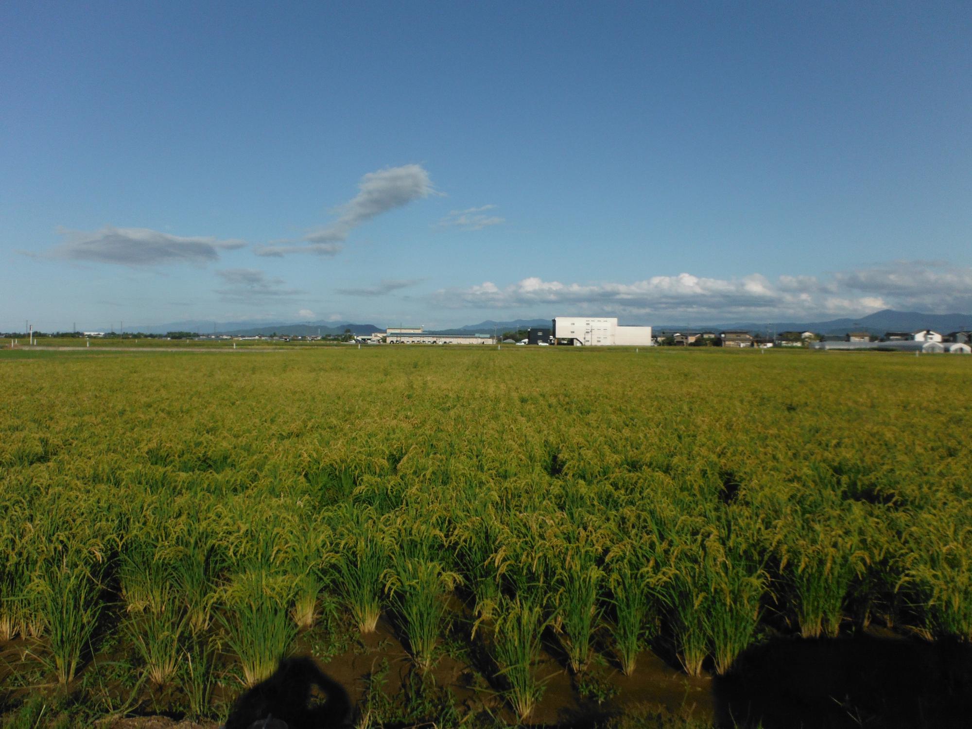 直は機で播種を行った圃場。