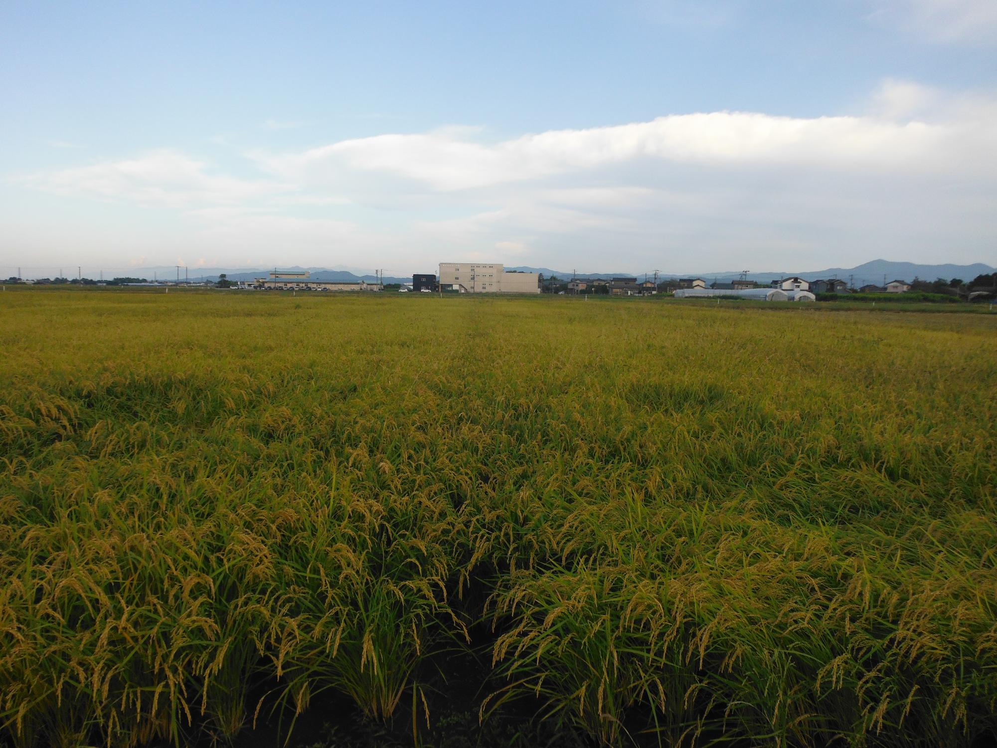 ドローンで播種を行った圃場。