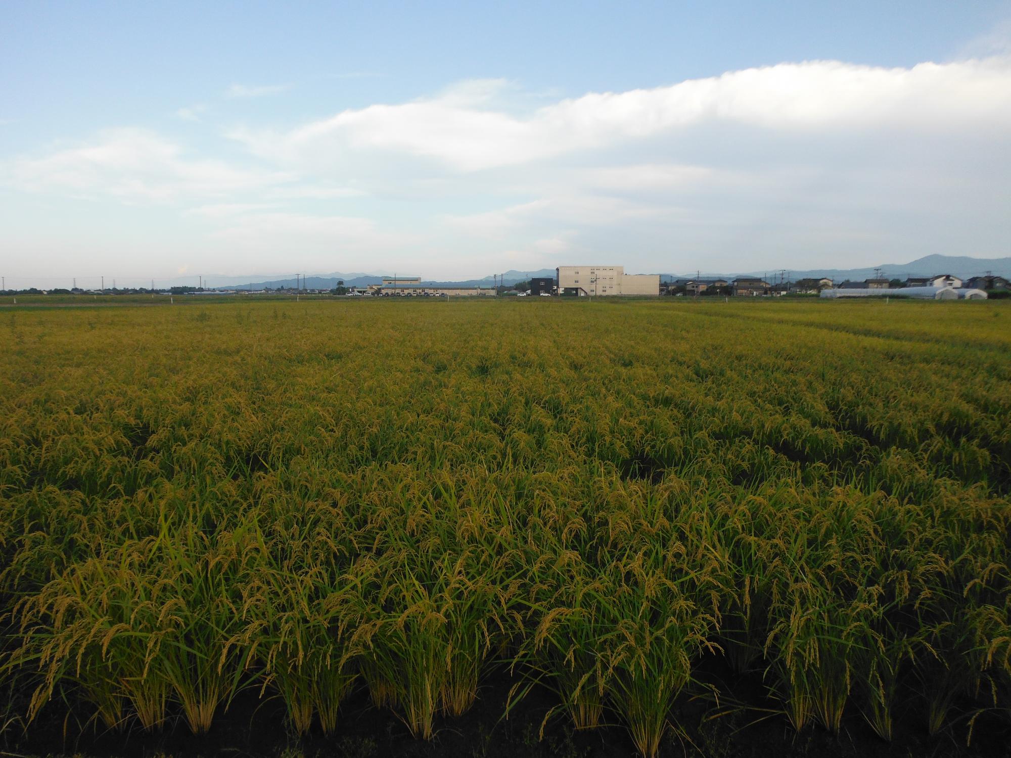直は機で播種を行った圃場。