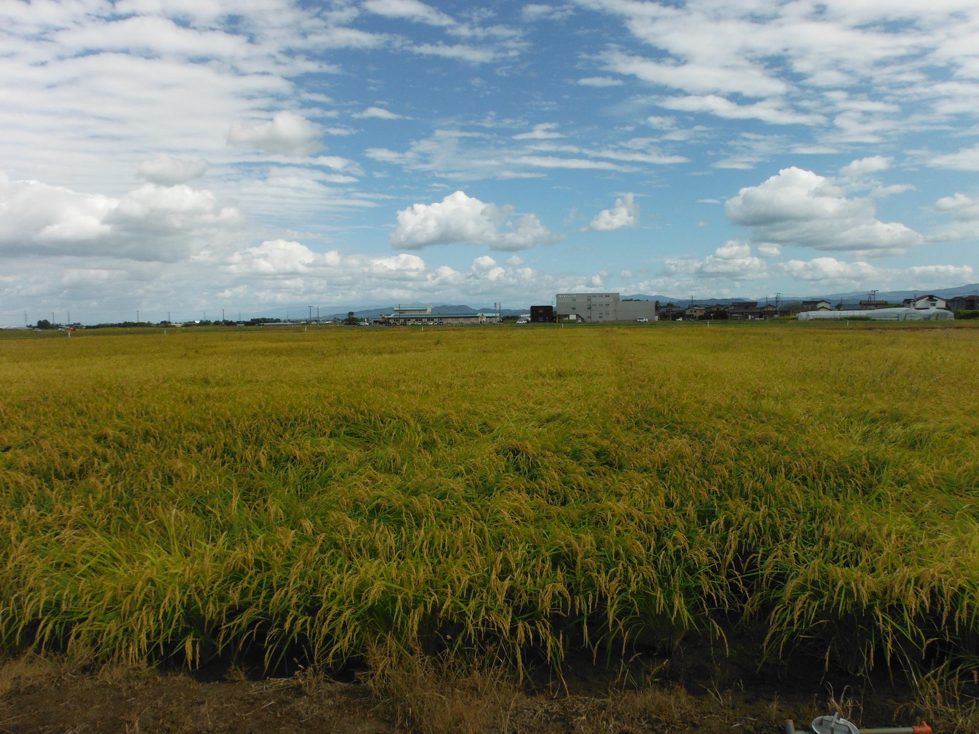 ドローンで播種を行った圃場。