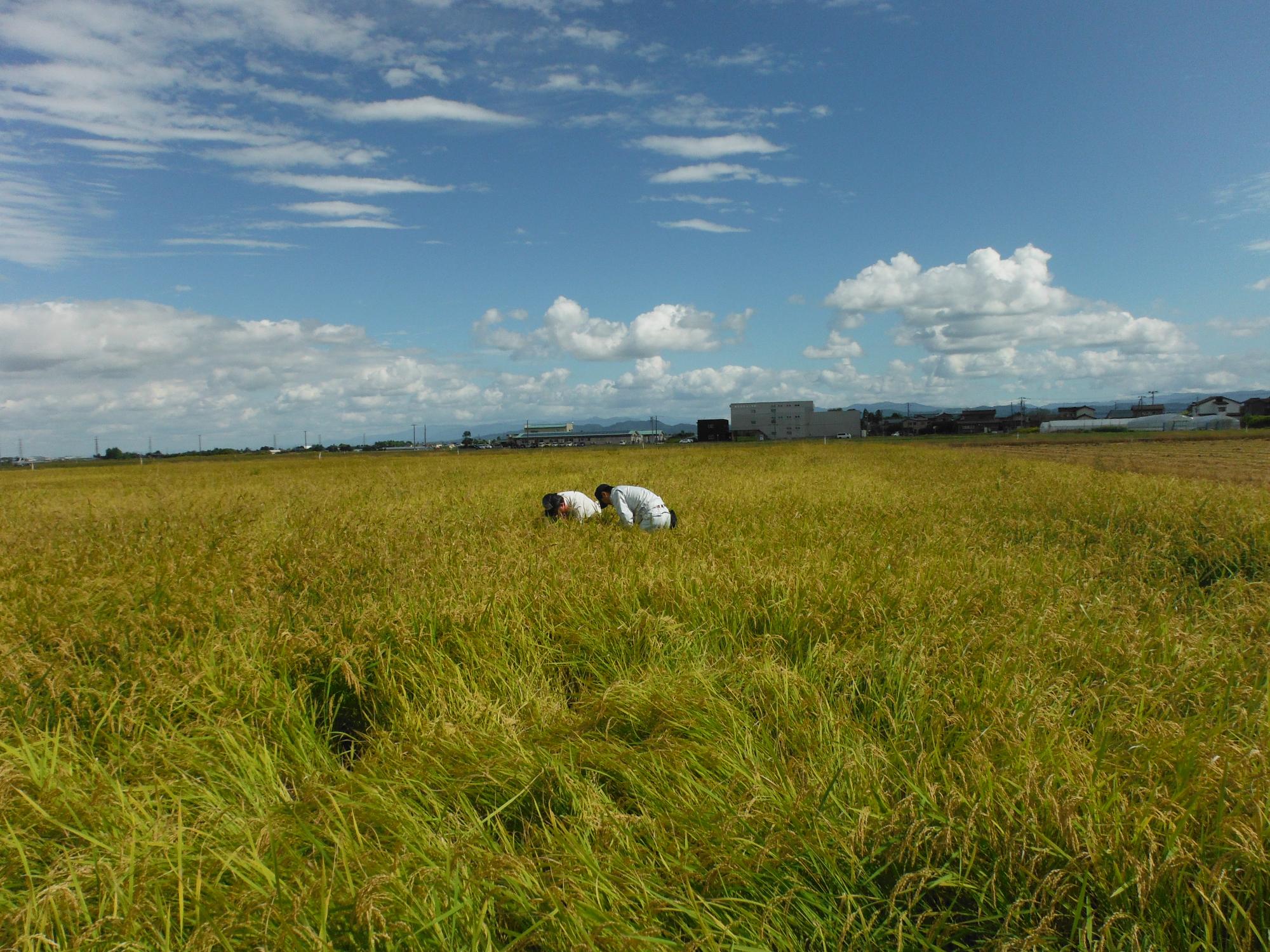 生育調査の様子。