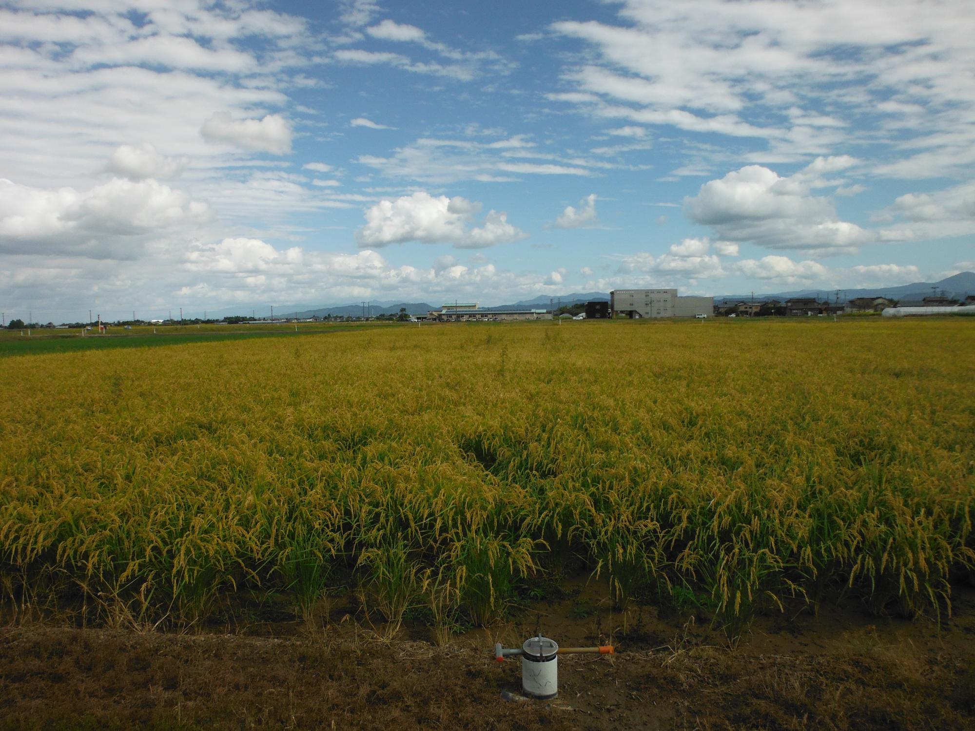 直は機で播種を行った圃場。