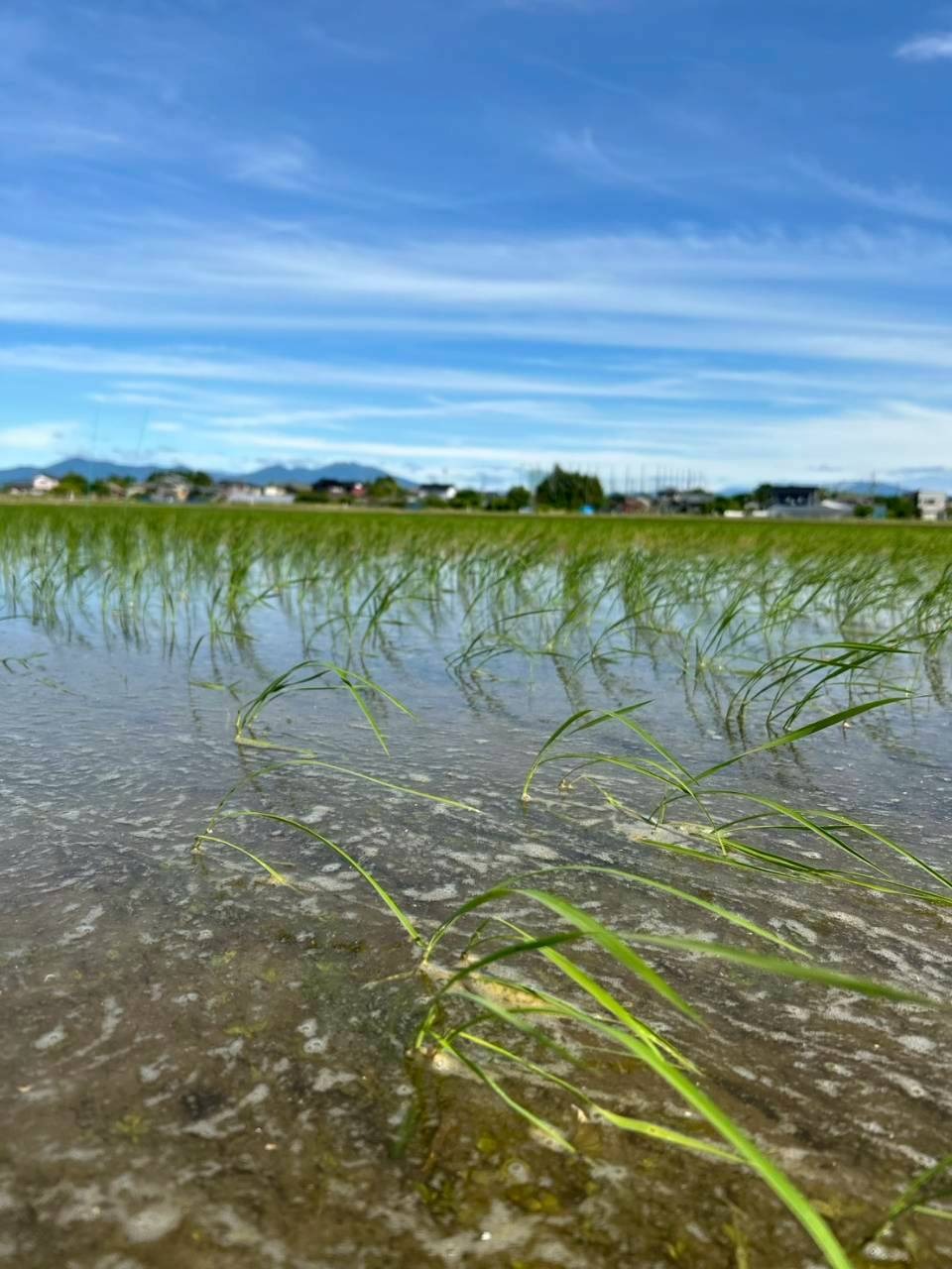 直は機直は：近景（次新1440）