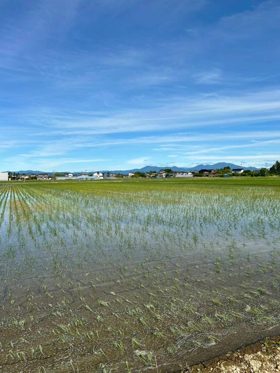 コシヒカリBL：全景（四ツ屋710）